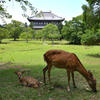 小鹿と東大寺