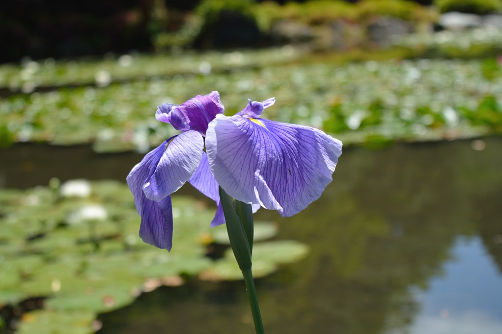 平安神宮の菖蒲