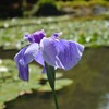 平安神宮の菖蒲