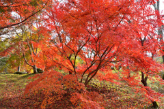 紅葉