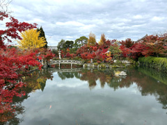 永観堂の紅葉