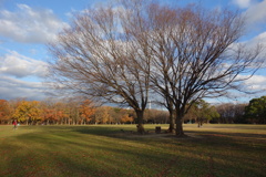 冬の公園