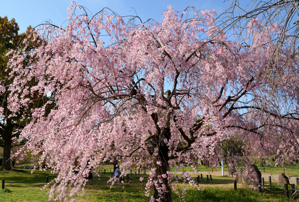 大仙公園の桜
