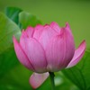 三室戸寺のピンク色のハス