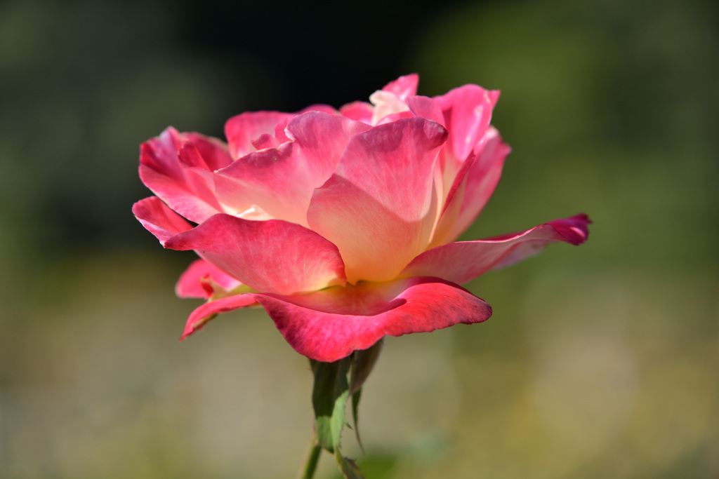 秋薔薇