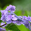 雨上がりの紫陽花