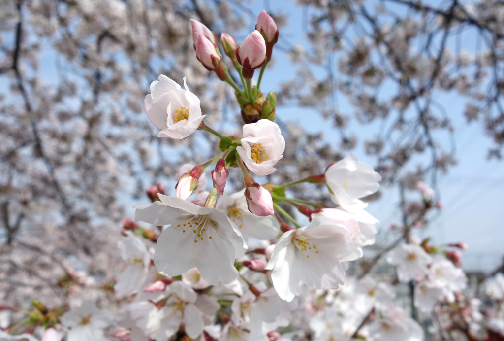 近所の桜