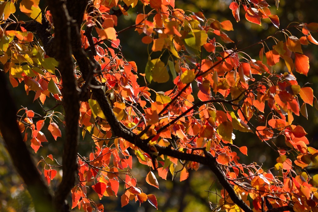 紅葉