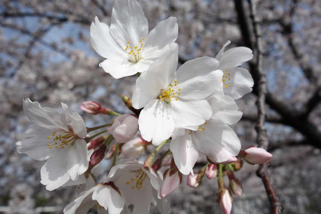 近所の桜