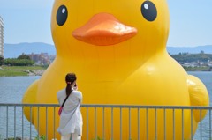 狭山池のあひる