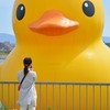 狭山池のあひる