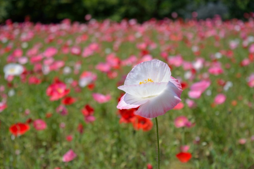 大阪長居植物園　ポピー