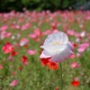 大阪長居植物園　ポピー