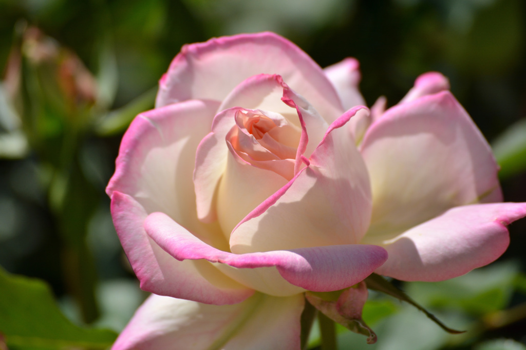 ピンクの薔薇