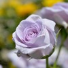 大阪長居植物園　青い薔薇