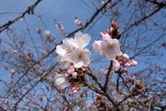 咲いた咲いた桜が咲いた
