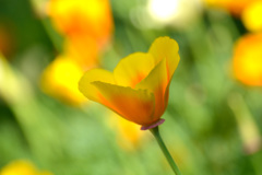 黄色い花