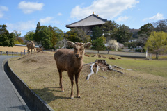 東大寺界隈