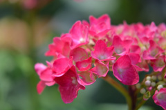 ピンクの紫陽花