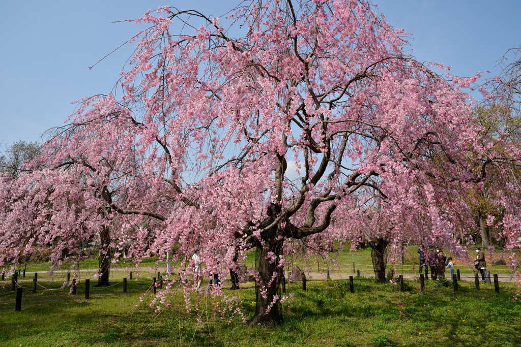 桜