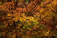紅葉