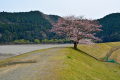 新宮川の桜