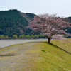 新宮川の桜