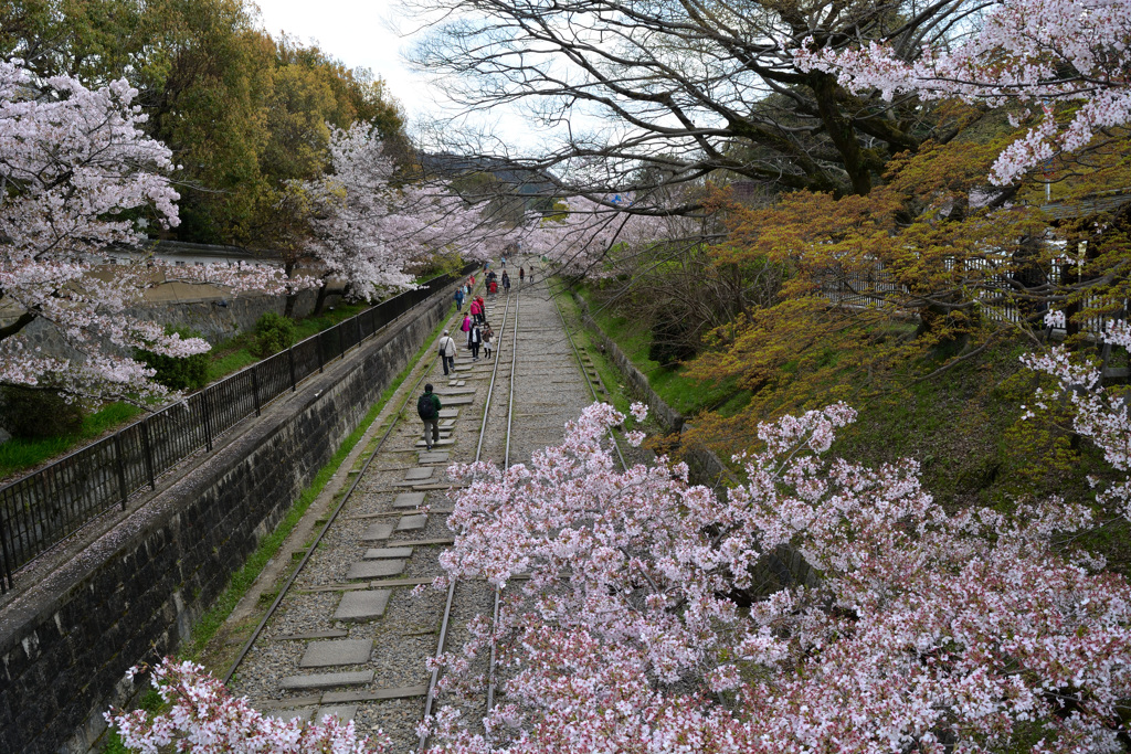 京都　蹴上インクラインの桜