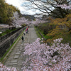 京都　蹴上インクラインの桜