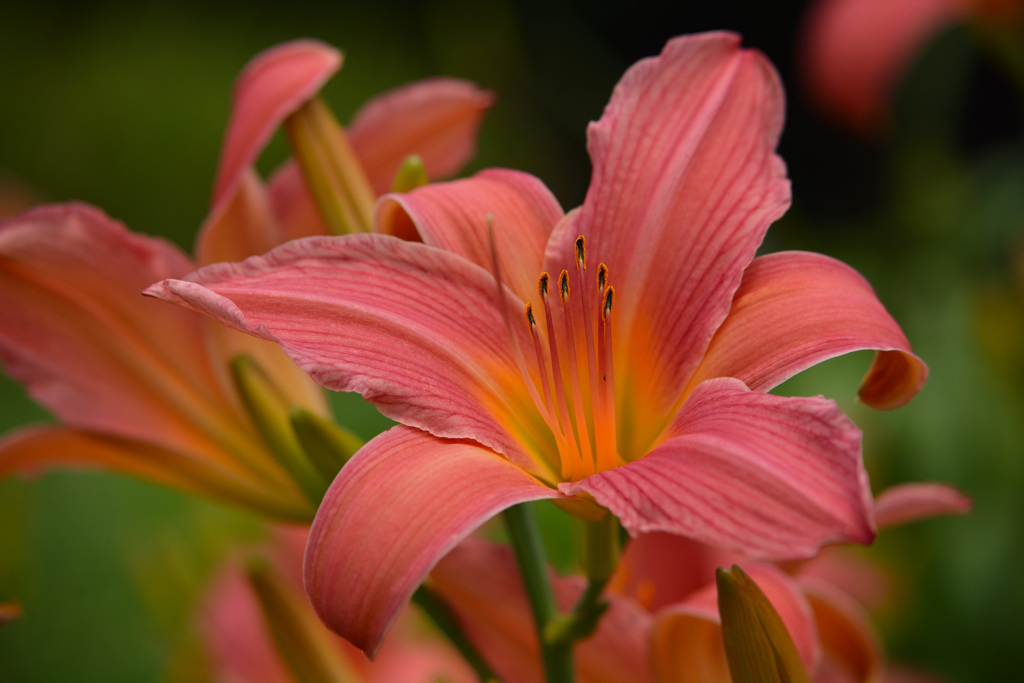 パトリシアン・フェイ