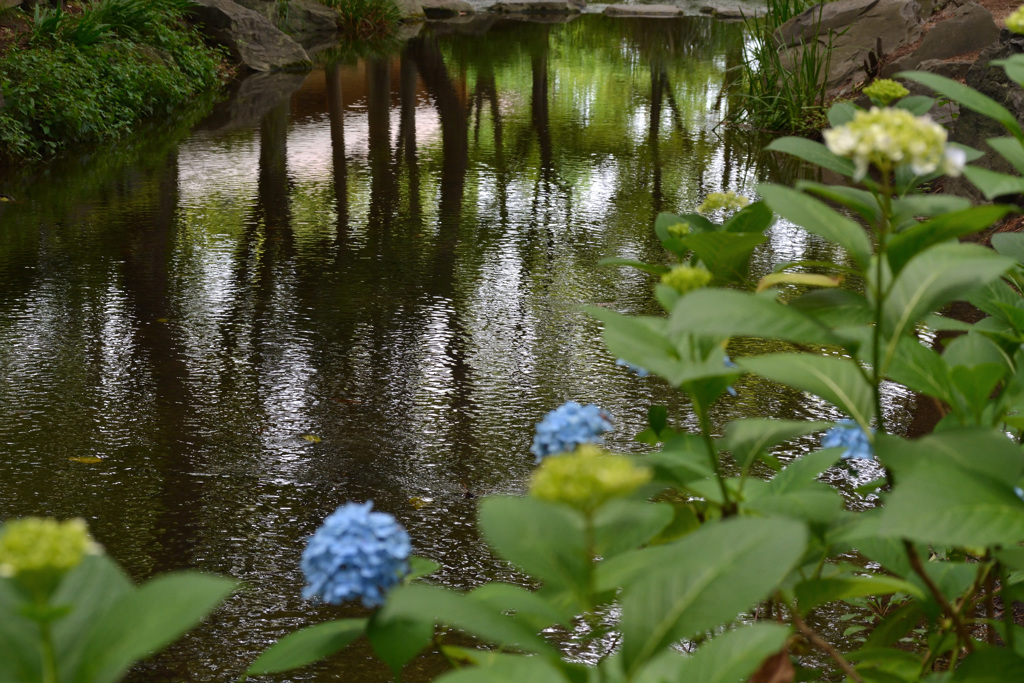 紫陽花