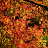 紅葉