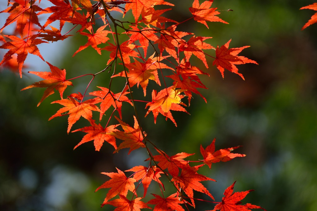 観心寺の紅葉
