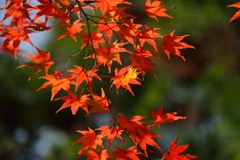 観心寺の紅葉