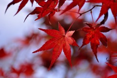 観心寺の紅葉