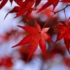 観心寺の紅葉