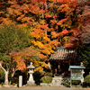 観心寺の紅葉
