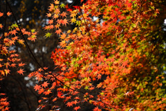 観心寺の紅葉