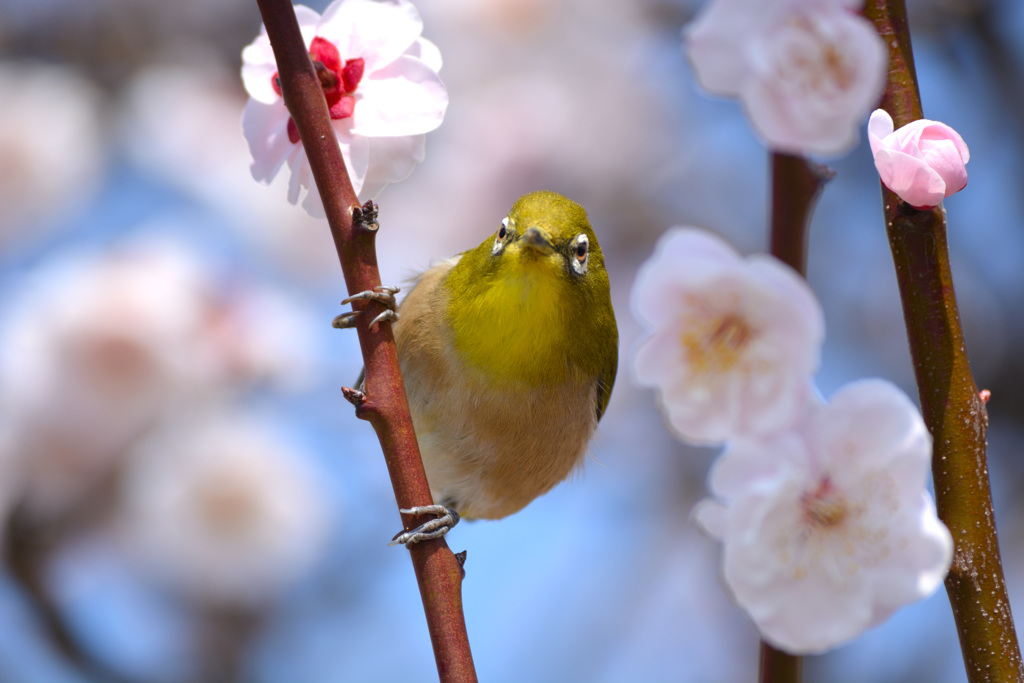 じろじろ見ないでよ！