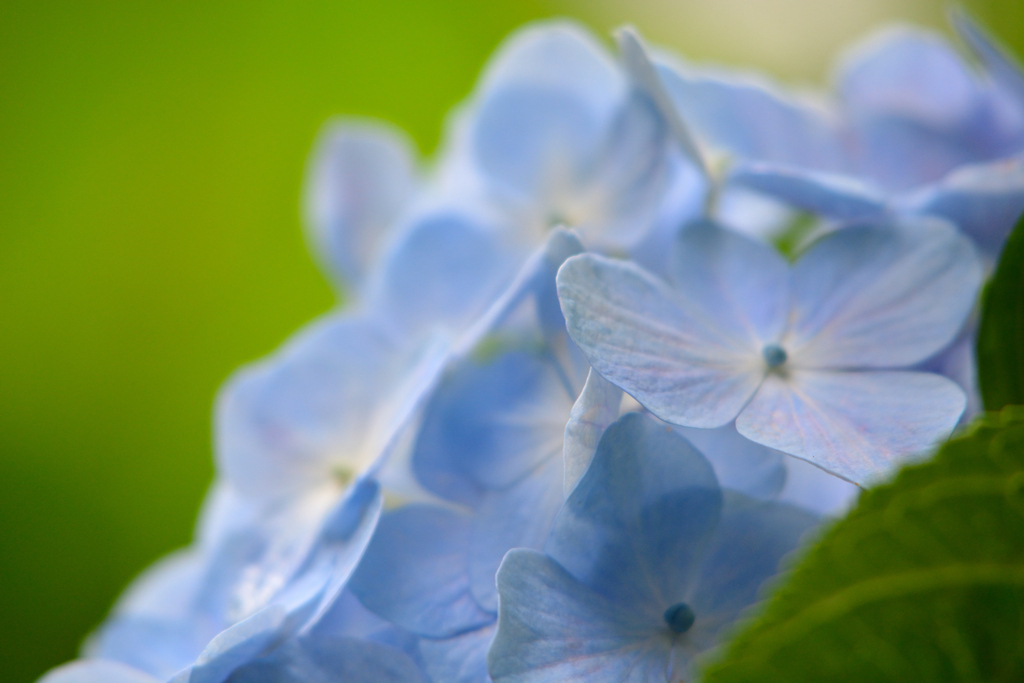 紫陽花