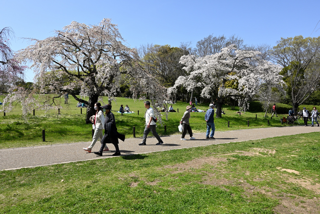 桜