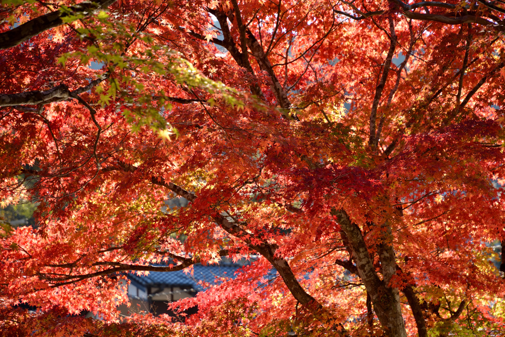 室生寺の紅葉