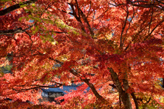 室生寺の紅葉