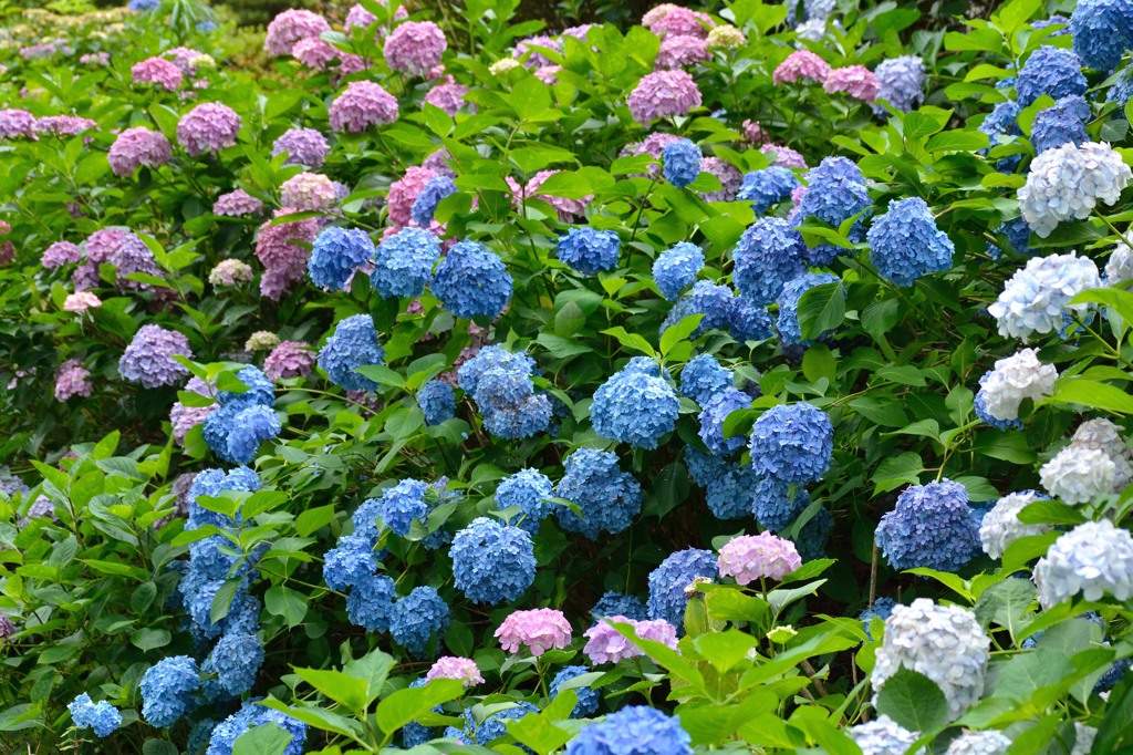 三室戸寺の青い紫陽花