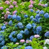 三室戸寺の青い紫陽花