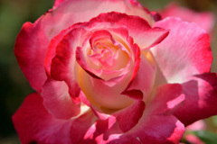 ピンクの薔薇