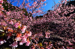 河津桜