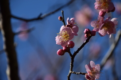 年の初めは、やっぱり梅の花 2