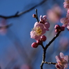 年の初めは、やっぱり梅の花 2