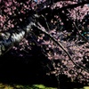 陽と桜